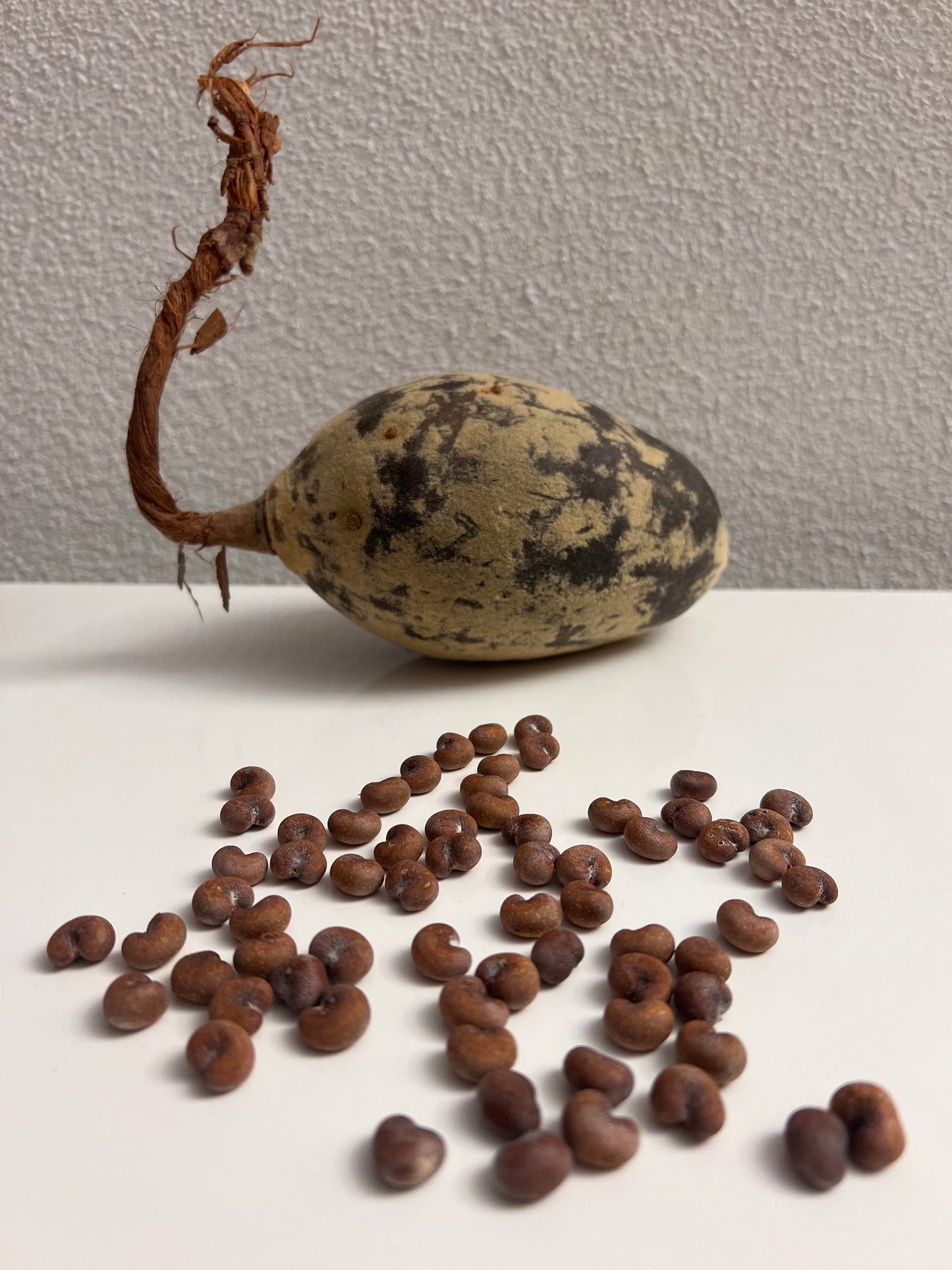 5piece Rare Baobab Tree Seeds Kit