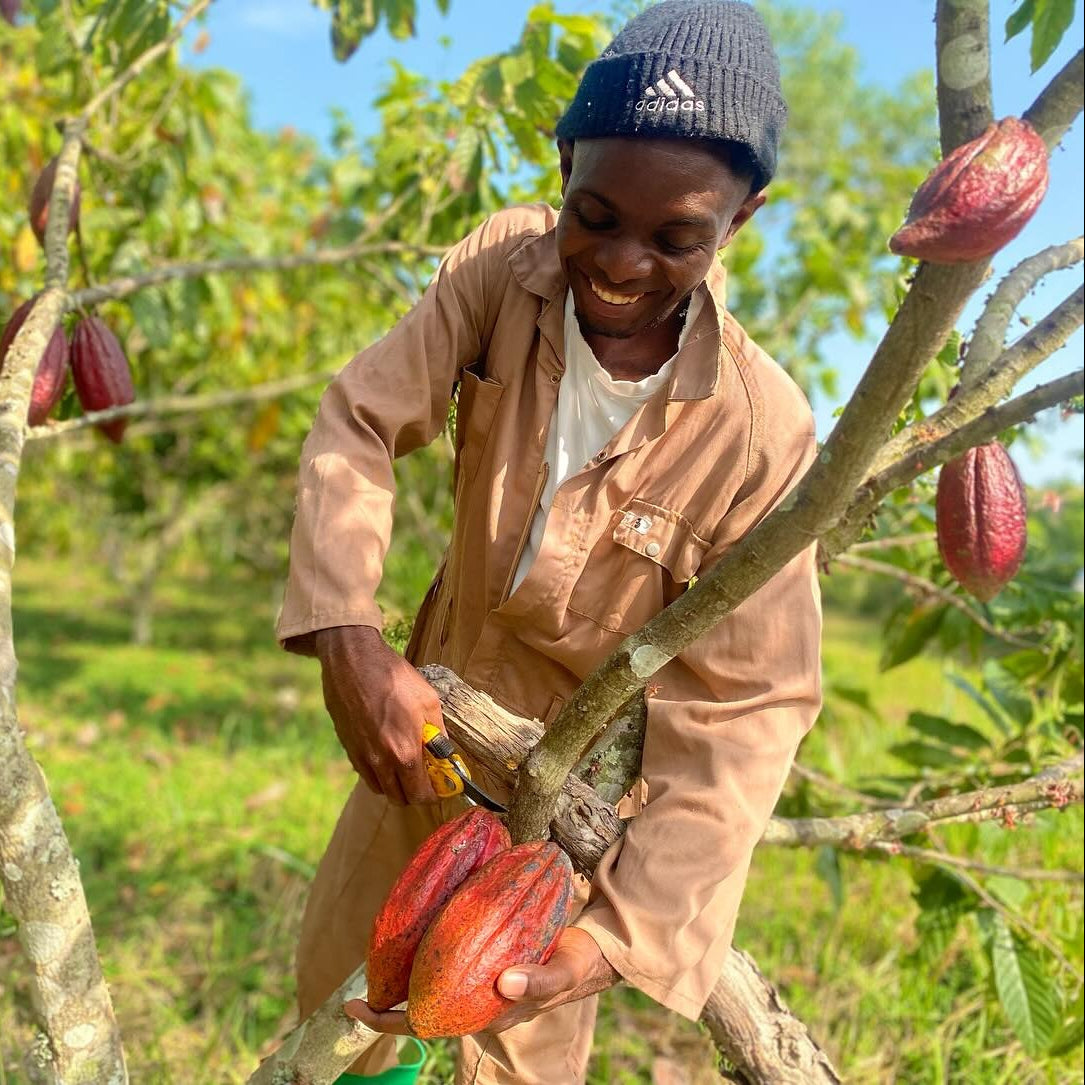 Organic Cocoa Fruit Seeds – Non-GMO, Low Maintenance, Grow Your Own Cocoa Harvest