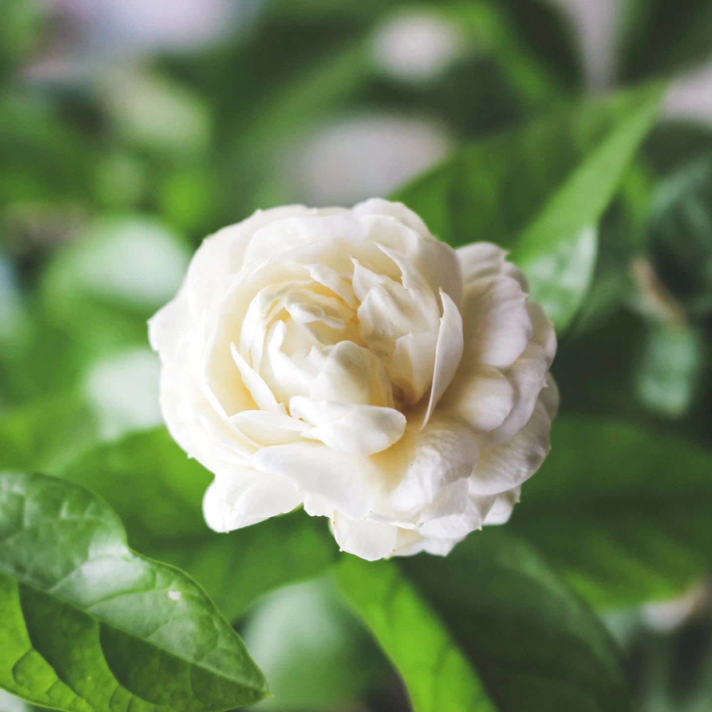 100 Arabian Jasmine