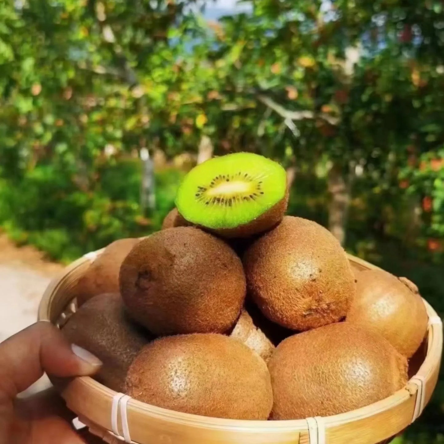 Kiwi Fruit 🥝