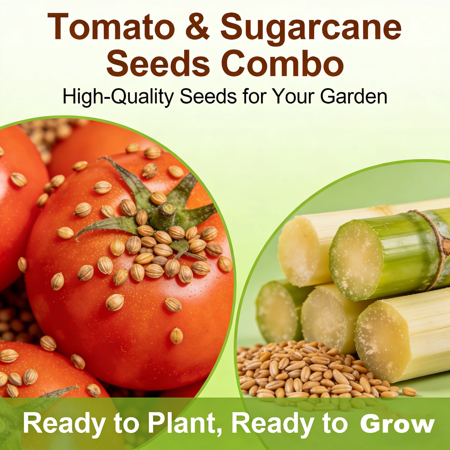 Dual Harvest Delight: 400 Sugar Cane + 100 Sweet 100 Tomato Bundle 🌱🍅