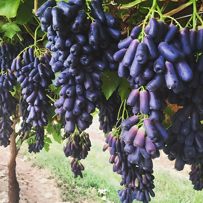 100 Sweet Sapphire Grapes