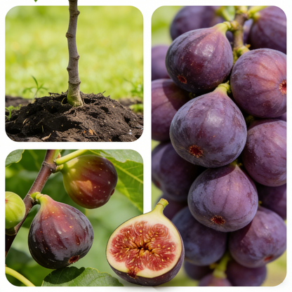 200 Organic Non-GMO Fig Tree