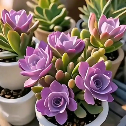 Colorful Summer Succulent Plants, Easy to Grow for Beginners