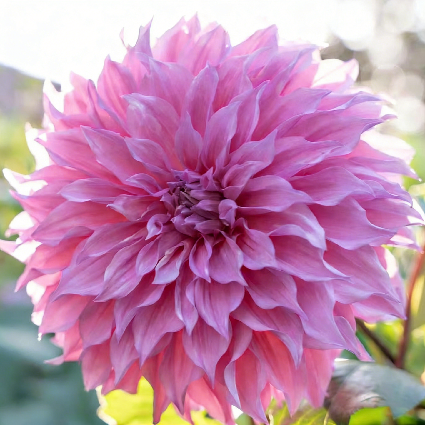 200 Top-Grade Dahlia