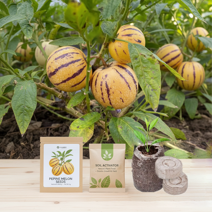 ✨High Protein Ginseng Fruit Seeds – Rich in Vitamins, Nutritious & Easy to Grow