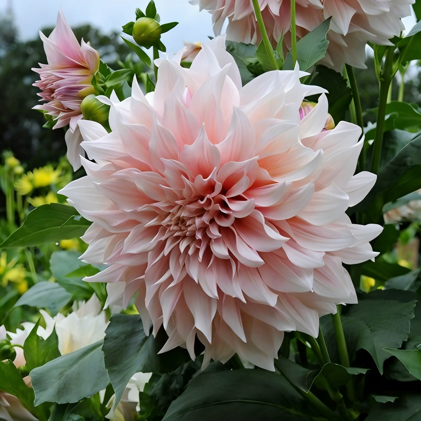 200 Top-Grade Dahlia