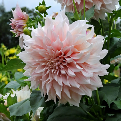 200 Top-Grade Dahlia