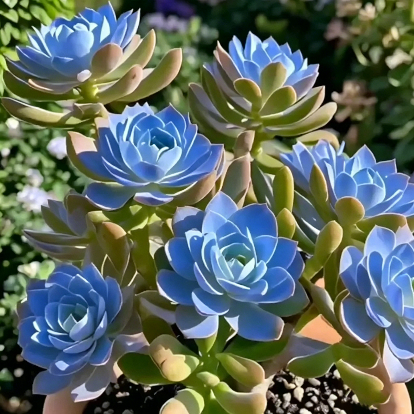 Colorful Summer Succulent Plants, Easy to Grow for Beginners