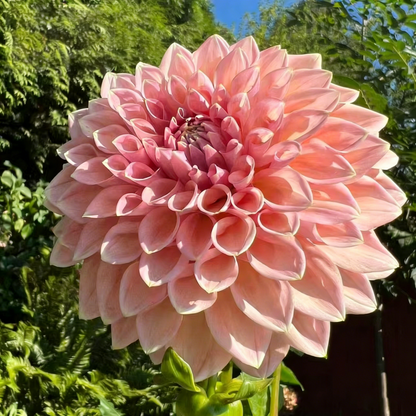 200 Top-Grade Dahlia