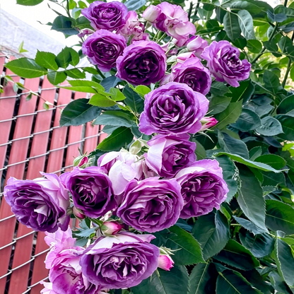 3 Days Germination Climbing Rose