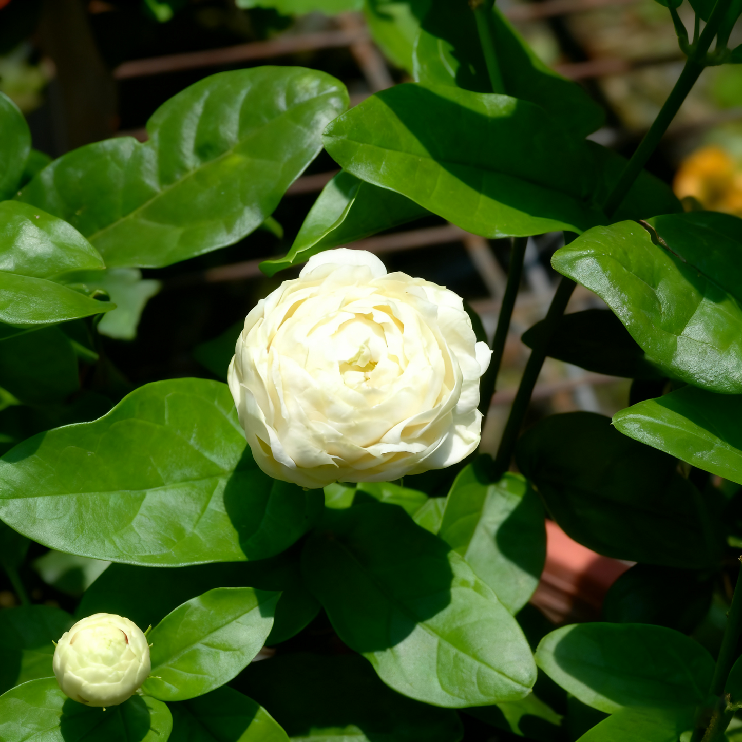 100 Arabian Jasmine