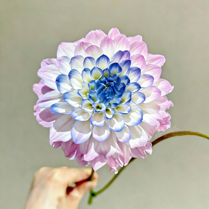 200 Top-Grade Dahlia