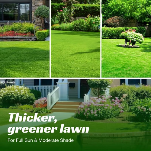 7 Days Germination🌱 Evergreen Dwarf Grass Seed for Four Seasons