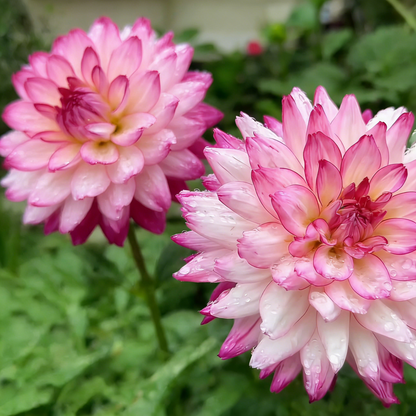 200 Top-Grade Dahlia