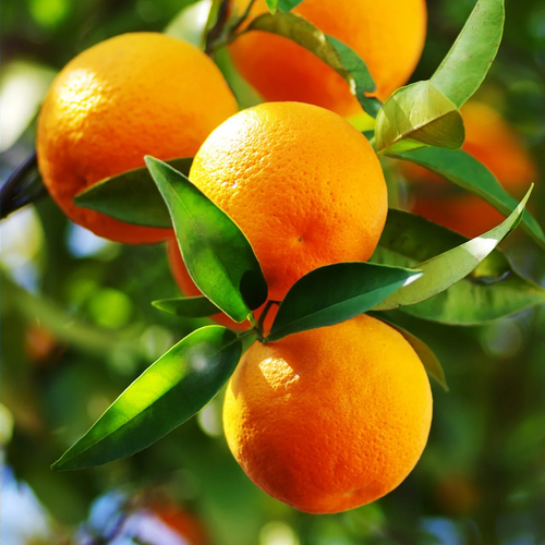🍊 Juicy & High-Yield Orange Seeds – Grow Plump, Juicy Oranges at Home!