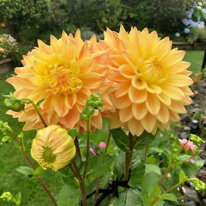 200 Top-Grade Dahlia