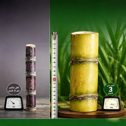 🌿 High-Yield Golden Sugarcane 🍯 Extra Sweet & Full of Juice