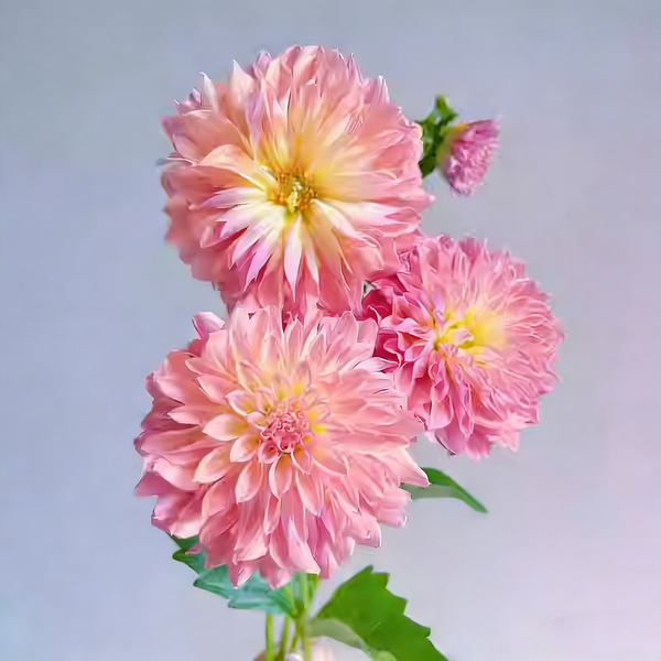 200 Top-Grade Dahlia