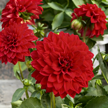 200 Top-Grade Dahlia