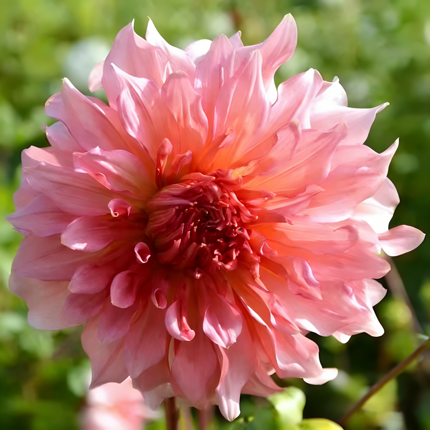 200 Top-Grade Dahlia