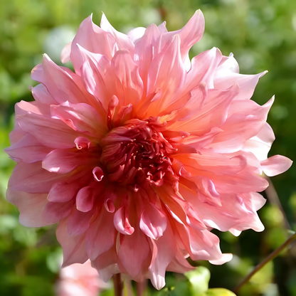 200 Top-Grade Dahlia