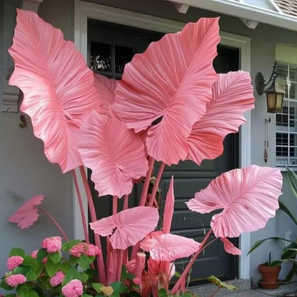 Giant Colorful Caladium Seeds-Colorful Foliage & Large Size