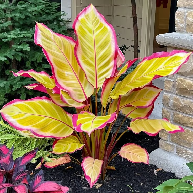 Giant Colorful Caladium Seeds-Colorful Foliage & Large Size