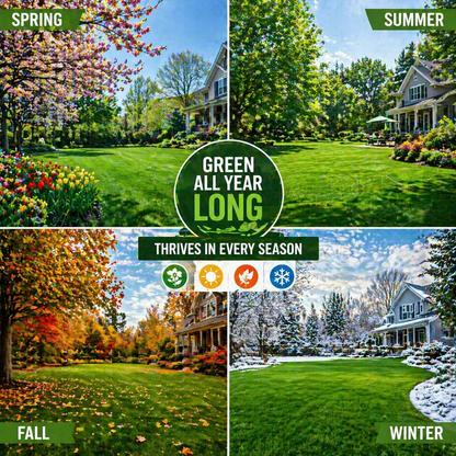 7 Days Germination🌱 Evergreen Dwarf Grass Seed for Four Seasons