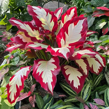 Giant Colorful Caladium Seeds-Colorful Foliage & Large Size