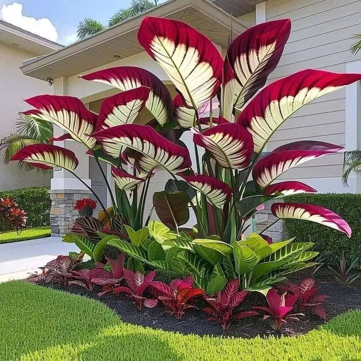 Giant Colorful Caladium Seeds-Colorful Foliage & Large Size