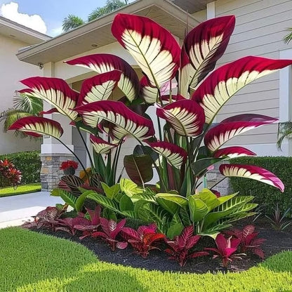 Giant Colorful Caladium Seeds-Colorful Foliage & Large Size