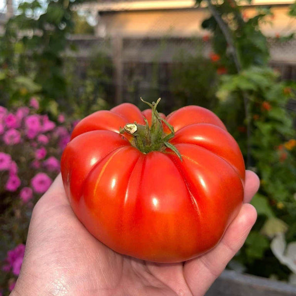 Giant Vietnamese tomato seeds—sweet and juicy.
