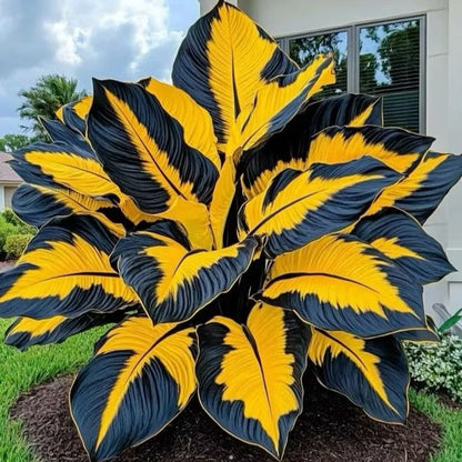 Giant Colorful Caladium Seeds-Colorful Foliage & Large Size
