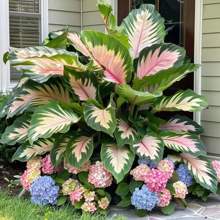Giant Colorful Caladium Seeds-Colorful Foliage & Large Size