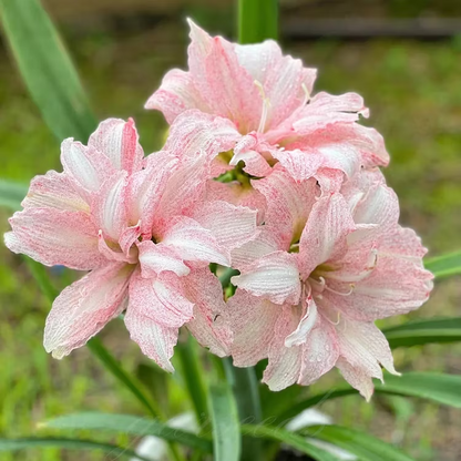 Double-Flowered Amaryllis Seeds
