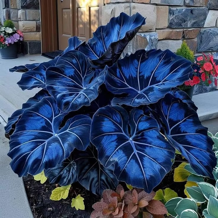 Giant Colorful Caladium Seeds-Colorful Foliage & Large Size
