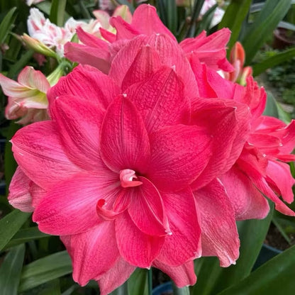 Double-Flowered Amaryllis Seeds