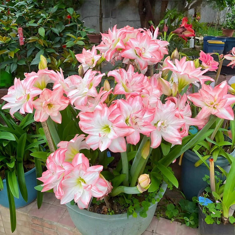 Double-Flowered Amaryllis Seeds