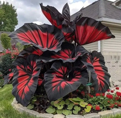 Giant Colorful Caladium Seeds-Colorful Foliage & Large Size