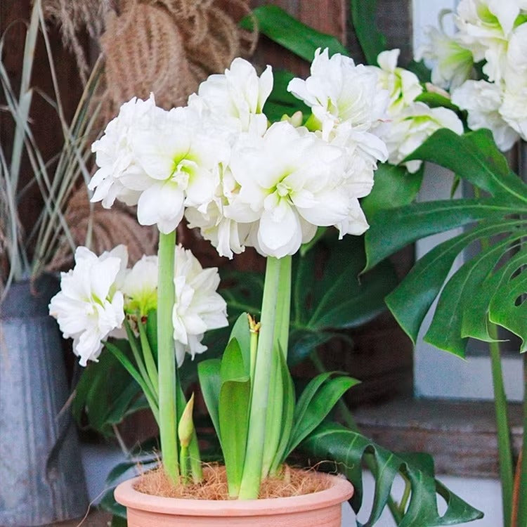 Double-Flowered Amaryllis Seeds