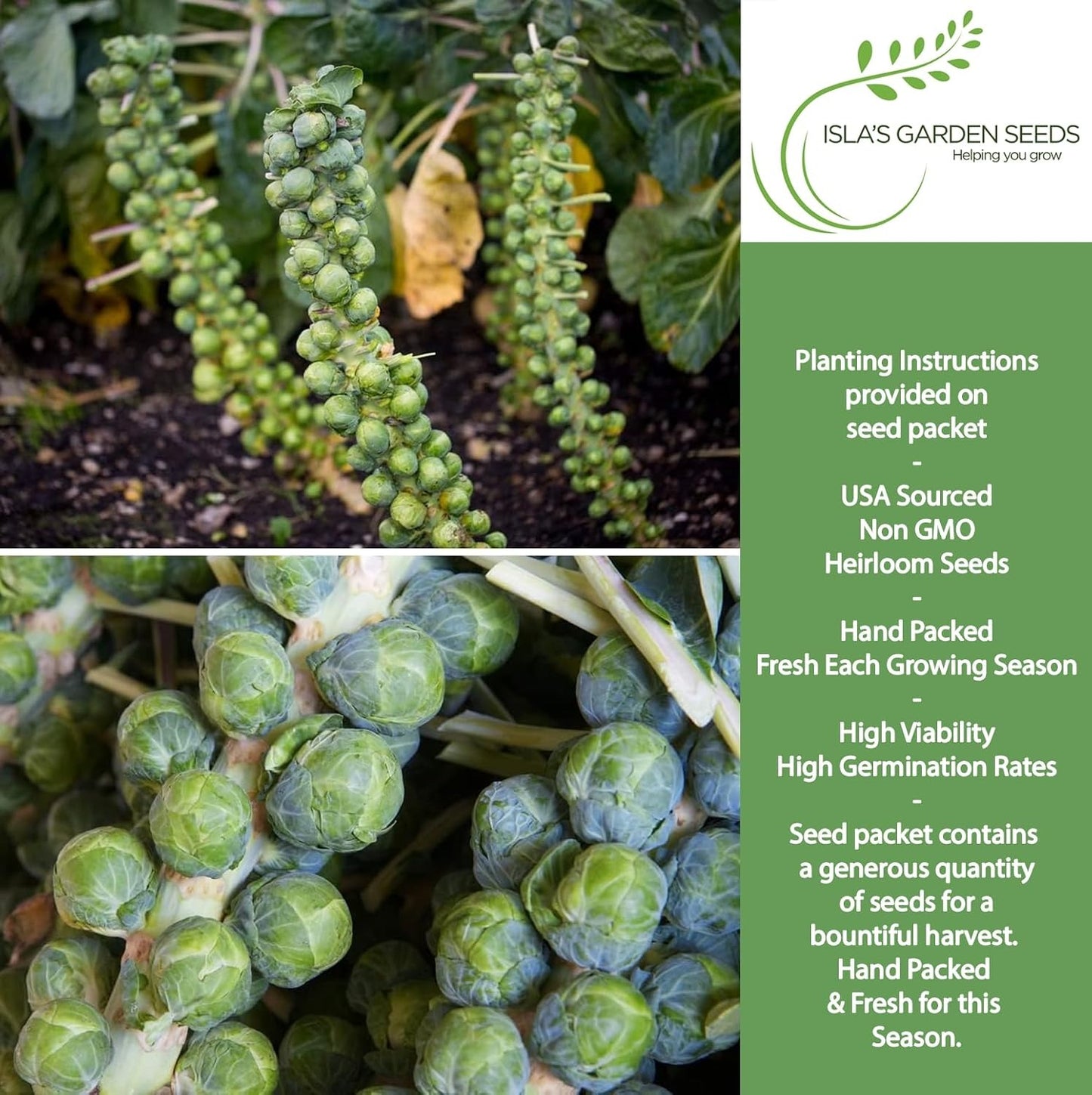 Long Island Improved Brussels Sprouts