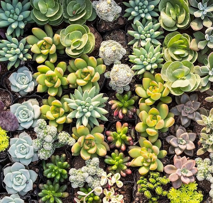 Colorful Summer Succulent Plants, Easy to Grow for Beginners