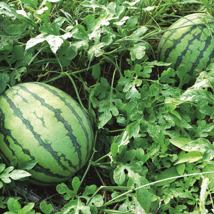 🍉 Thin-Rind Watermelon Seeds – Ultra-Sweet & Juicy