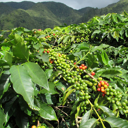☕ Non-GMO Coffee Bean Seeds – Easy Cultivation, Authentic Aroma