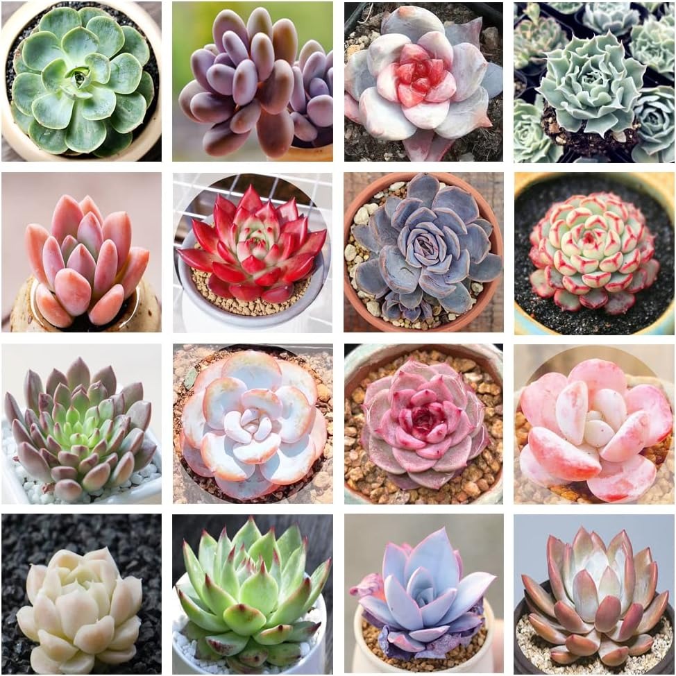 Colorful Summer Succulent Plants, Easy to Grow for Beginners