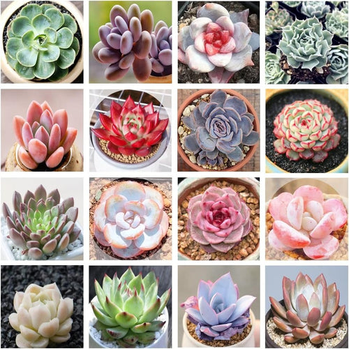Colorful Summer Succulent Plants, Easy to Grow for Beginners
