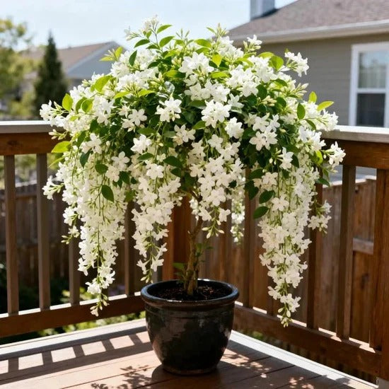 High Germination Midnight Perfume Jasmine