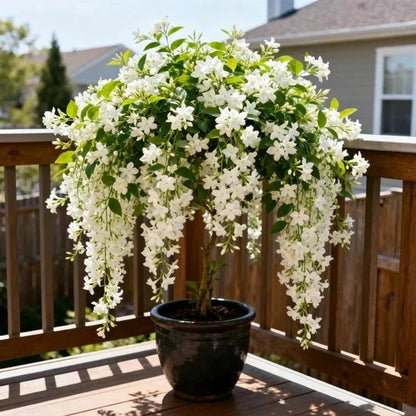 High Germination Midnight Perfume Jasmine