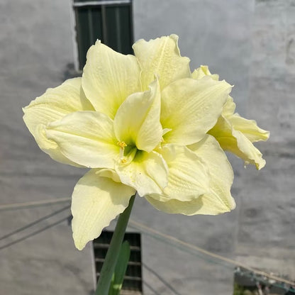 Double-Flowered Amaryllis Seeds